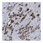 Atlas Antibodies Anti-P3H1 Antibody
