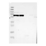 Atlas Antibodies Anti-P3H2 Antibody