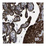 Atlas Antibodies Anti-P3H2 Antibody
