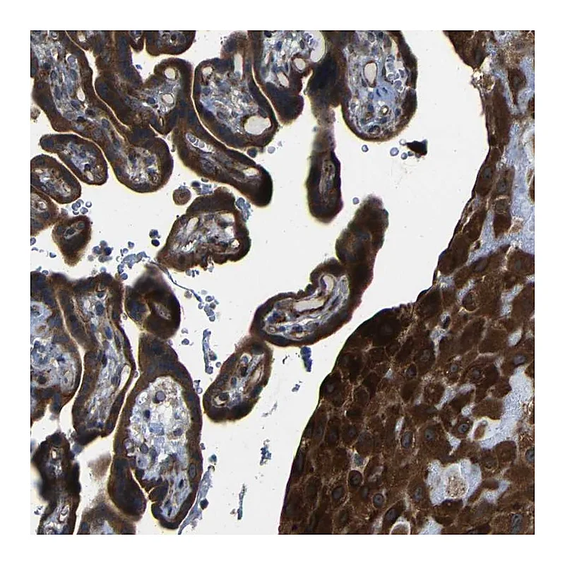 Atlas Antibodies Anti-P3H2 Antibody