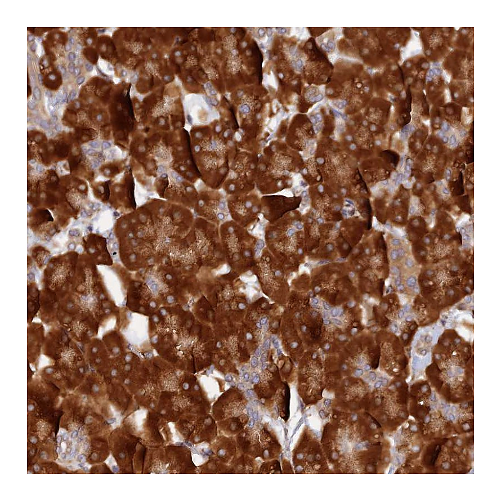 Atlas Antibodies Anti-P3H3 Antibody