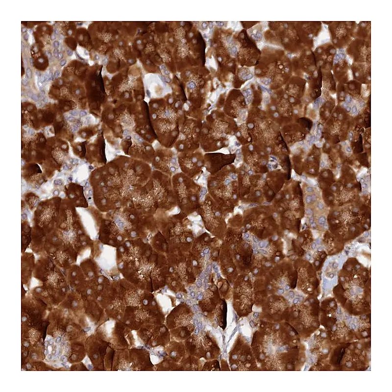 Atlas Antibodies Anti-P3H3 Antibody