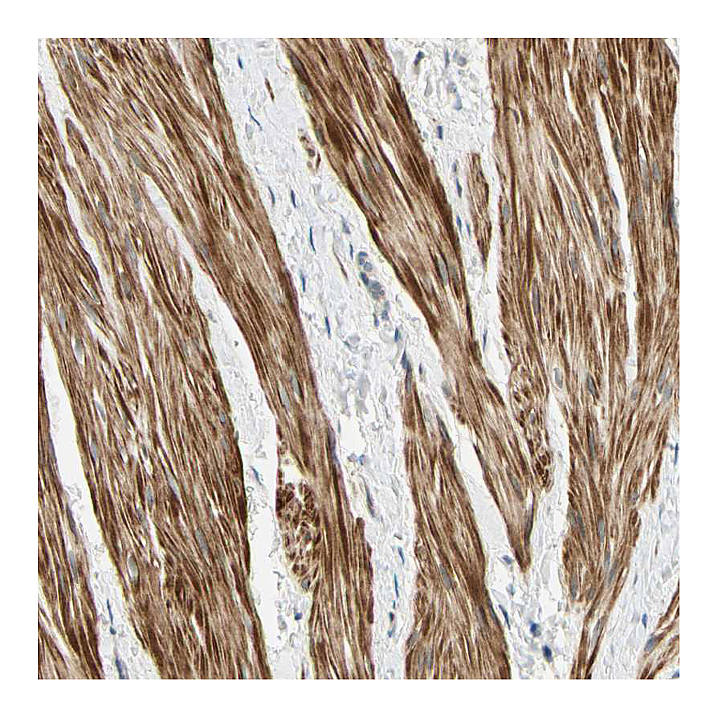 Atlas Antibodies Anti-P4HA3 Antibody