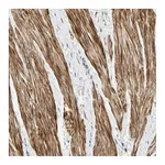 Atlas Antibodies Anti-P4HA3 Antibody