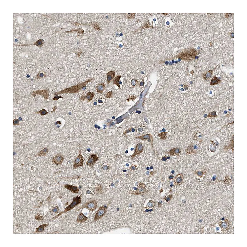 Atlas Antibodies Anti-PA2G4 Antibody
