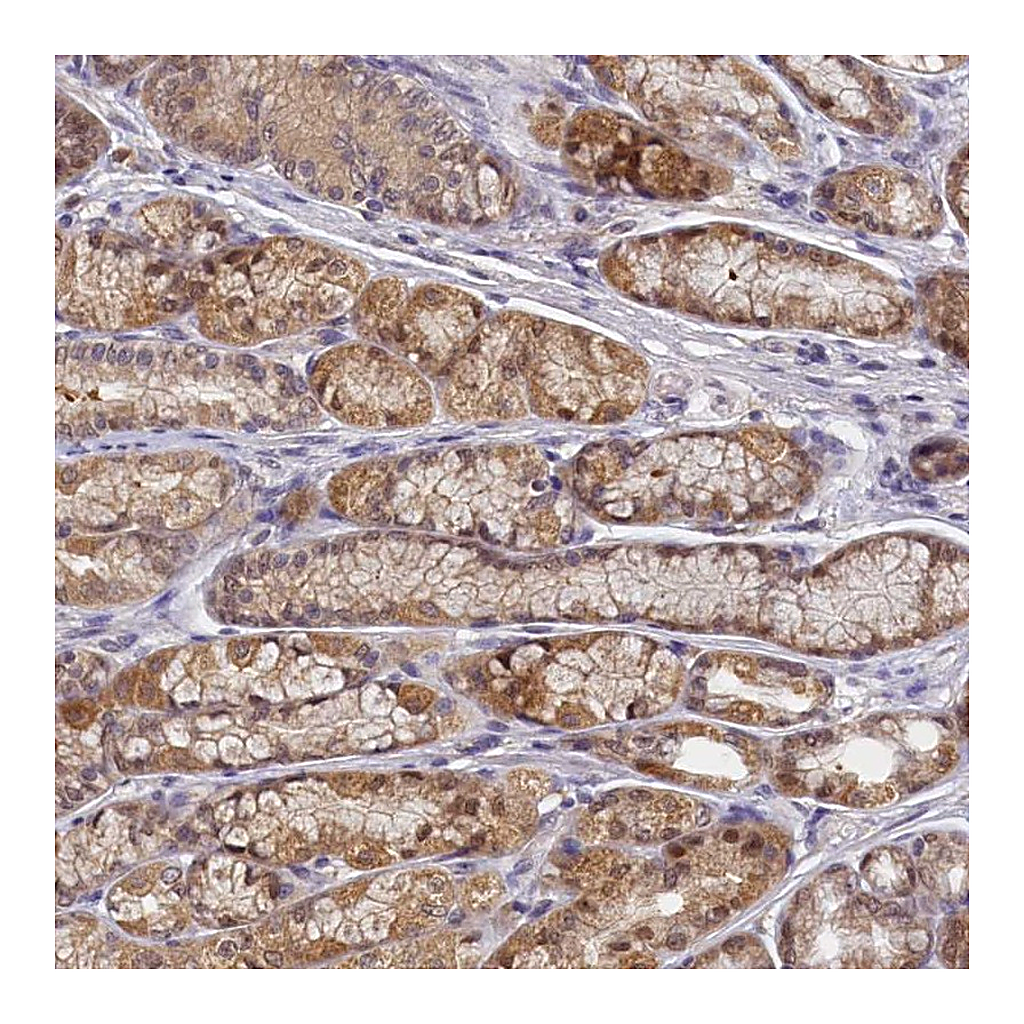 Atlas Antibodies Anti-PAAF1 Antibody