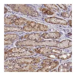 Atlas Antibodies Anti-PAAF1 Antibody