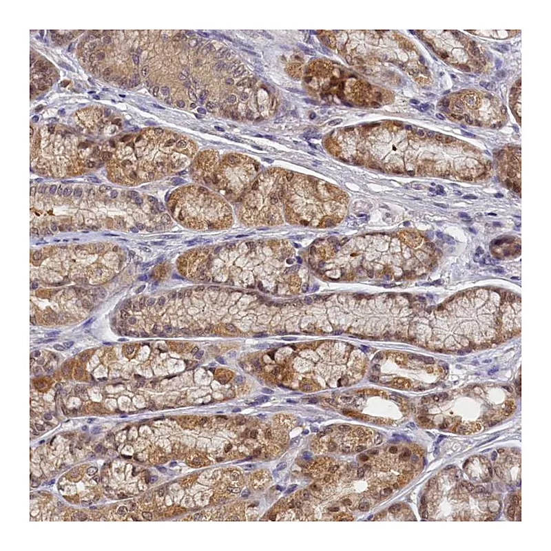 Atlas Antibodies Anti-PAAF1 Antibody