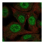 Atlas Antibodies Anti-PAAF1 Antibody