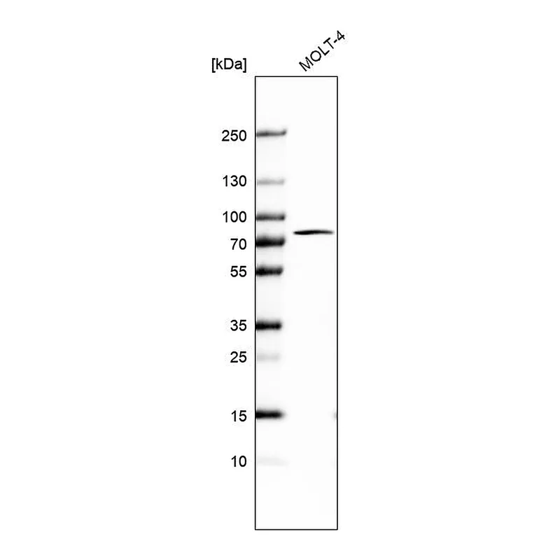 Atlas Antibodies Anti-PABPC1 Antibody