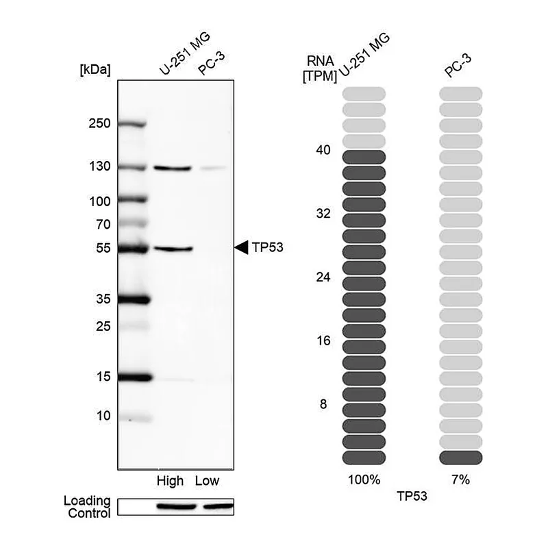 Atlas Antibodies Anti-p53 Antibody