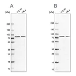 Atlas Antibodies Anti-PABPC4 Antibody