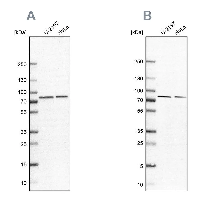 Atlas Antibodies Anti-PABPC4 Antibody