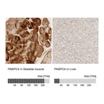 Atlas Antibodies Anti-PABPC4 Antibody