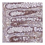 Atlas Antibodies Anti-PABPN1L Antibody