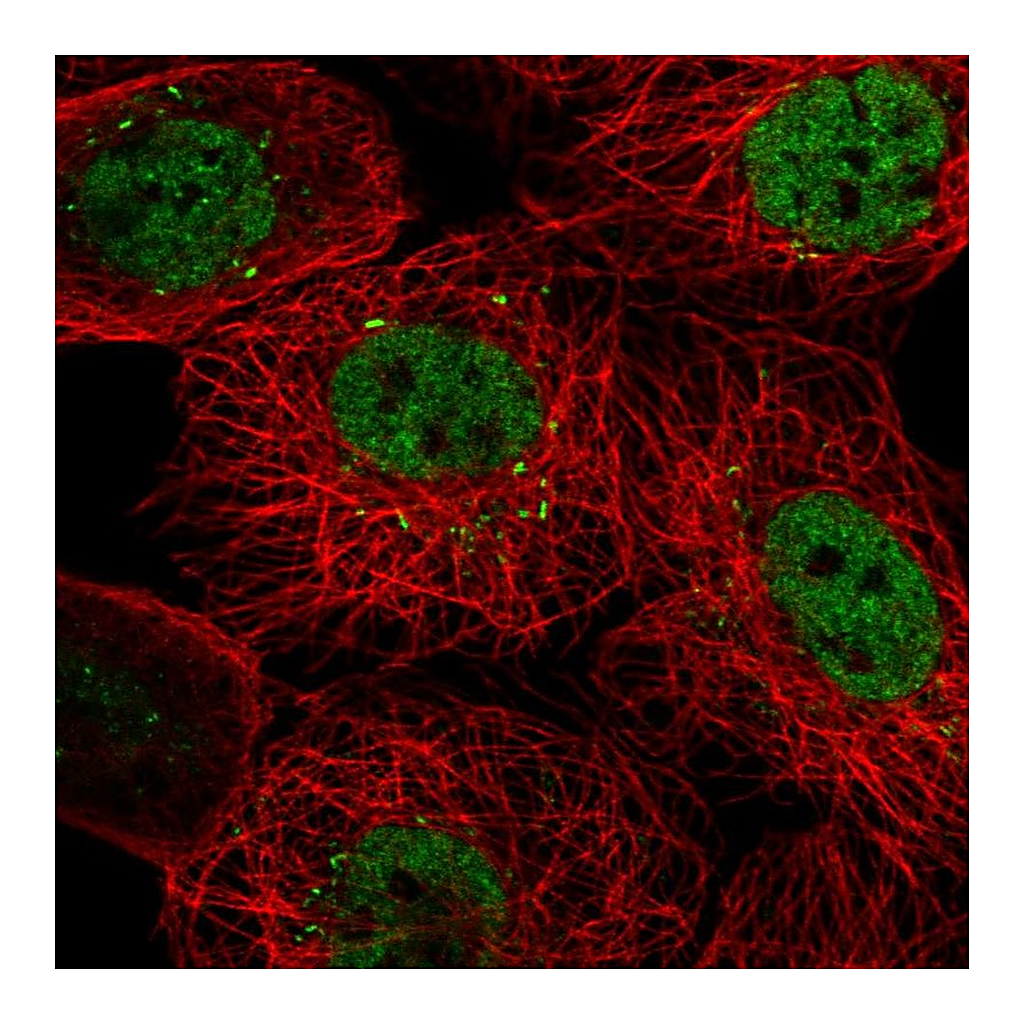 Atlas Antibodies Anti-PACRGL Antibody