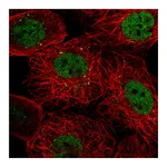 Atlas Antibodies Anti-PACRGL Antibody