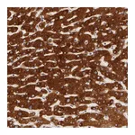 Atlas Antibodies Anti-PACS2 Antibody
