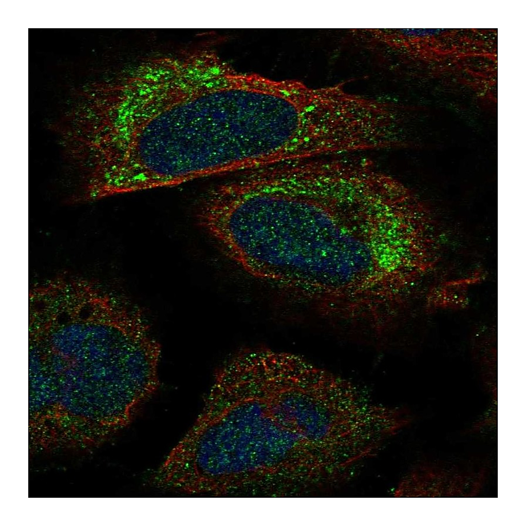 Atlas Antibodies Anti-PACS2 Antibody
