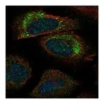 Atlas Antibodies Anti-PACS2 Antibody