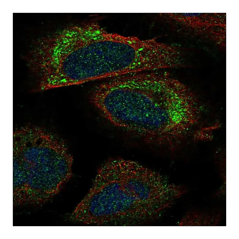Atlas Antibodies Anti-PACS2 Antibody