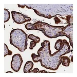 Atlas Antibodies Anti-PACSIN3 Antibody