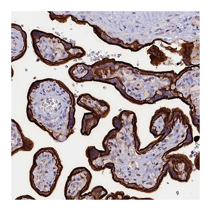 Atlas Antibodies Anti-PACSIN3 Antibody