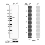 Atlas Antibodies Anti-PADI3 Antibody