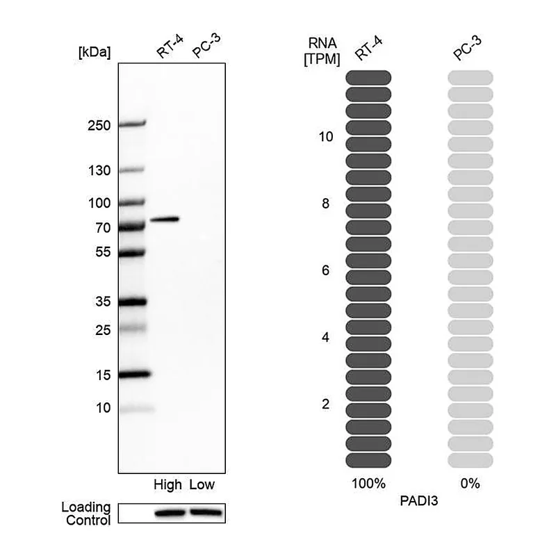 Atlas Antibodies Anti-PADI3 Antibody