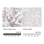 Atlas Antibodies Anti-PADI4 Antibody