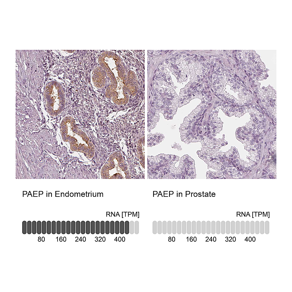 Atlas Antibodies Anti-PAEP Antibody