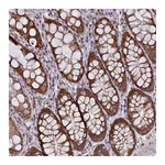 Atlas Antibodies Anti-PAF1 Antibody