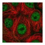 Atlas Antibodies Anti-PAF1 Antibody