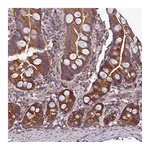Atlas Antibodies Anti-PAFAH1B2 Antibody