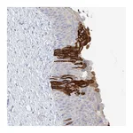 Atlas Antibodies Anti-PAFAH1B3 Antibody