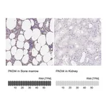 Atlas Antibodies Anti-PADI4 Antibody