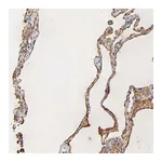 Atlas Antibodies Anti-PAG1 Antibody