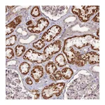 Atlas Antibodies Anti-PAGR1 Antibody