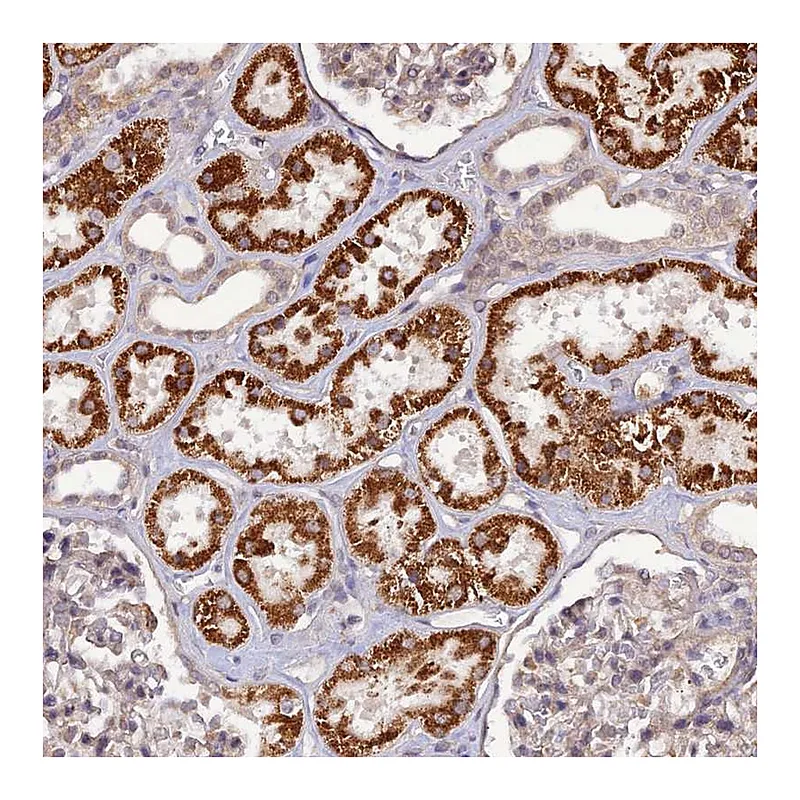 Atlas Antibodies Anti-PAGR1 Antibody