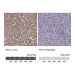 Atlas Antibodies Anti-PAH Antibody