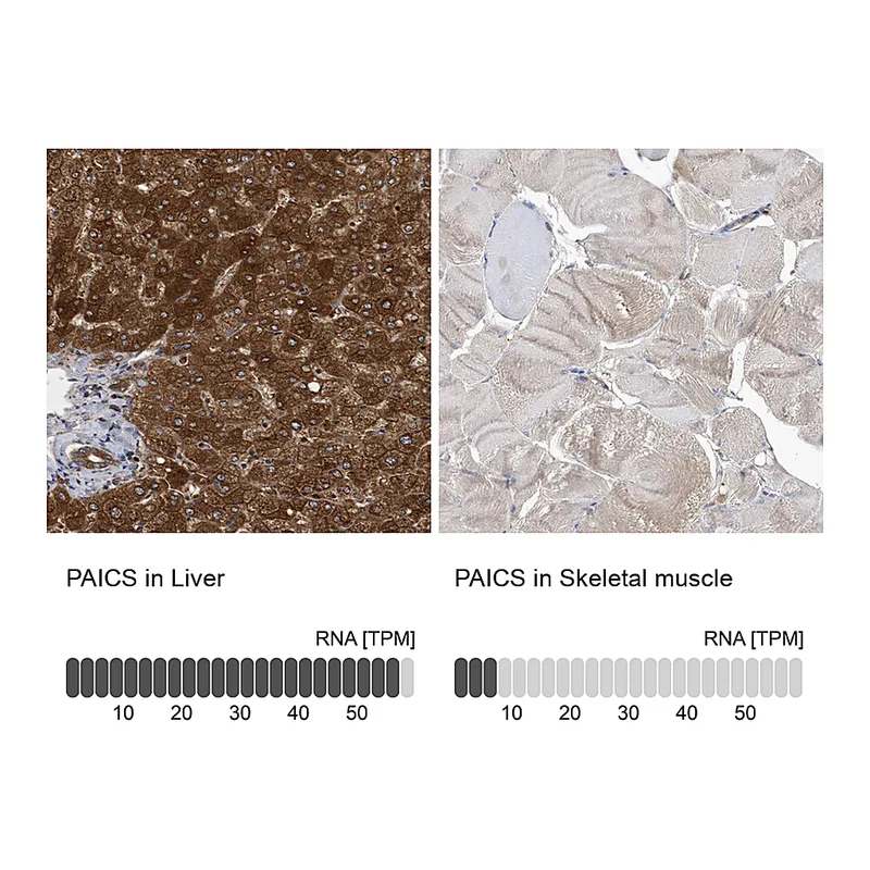 Atlas Antibodies Anti-PAICS Antibody