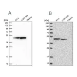 Atlas Antibodies Anti-PAICS Antibody