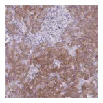 Atlas Antibodies Anti-PAIP2B Antibody