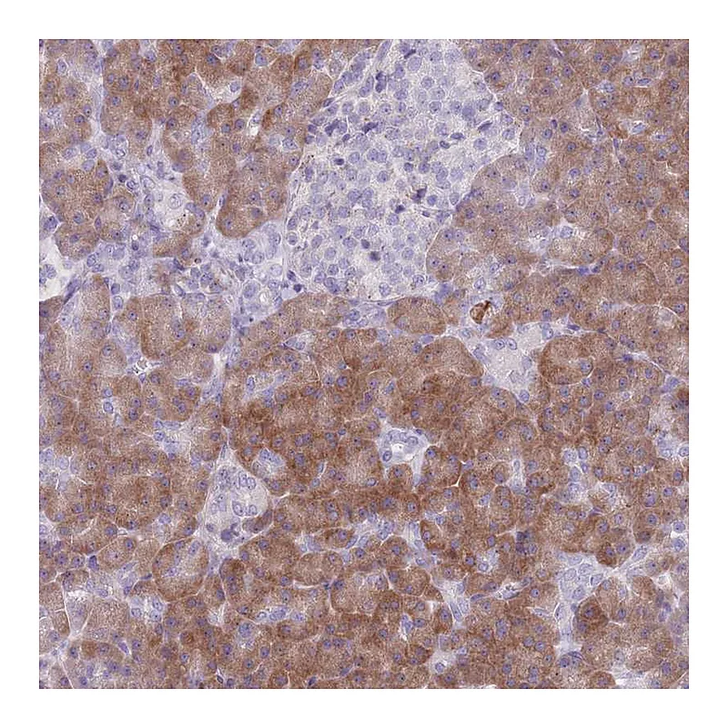 Atlas Antibodies Anti-PAIP2B Antibody