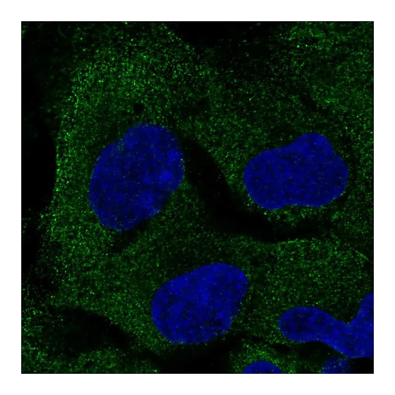 Atlas Antibodies Anti-PAIP2B Antibody