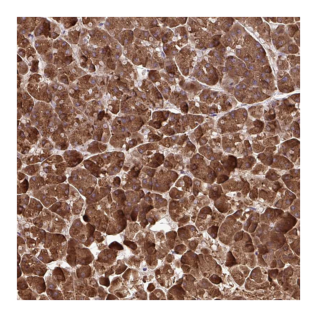 Atlas Antibodies Anti-PAIP2 Antibody