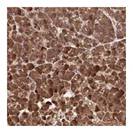 Atlas Antibodies Anti-PAIP2 Antibody