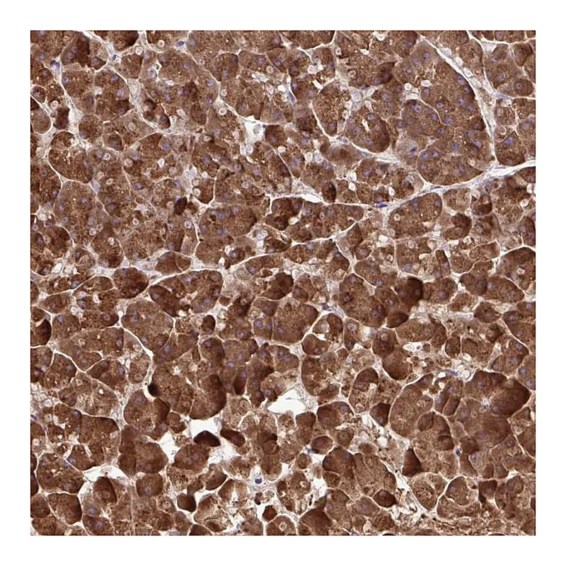 Atlas Antibodies Anti-PAIP2 Antibody