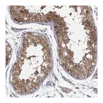 Atlas Antibodies Anti-PAIP1 Antibody