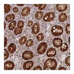 Atlas Antibodies Anti-PAIP2 Antibody